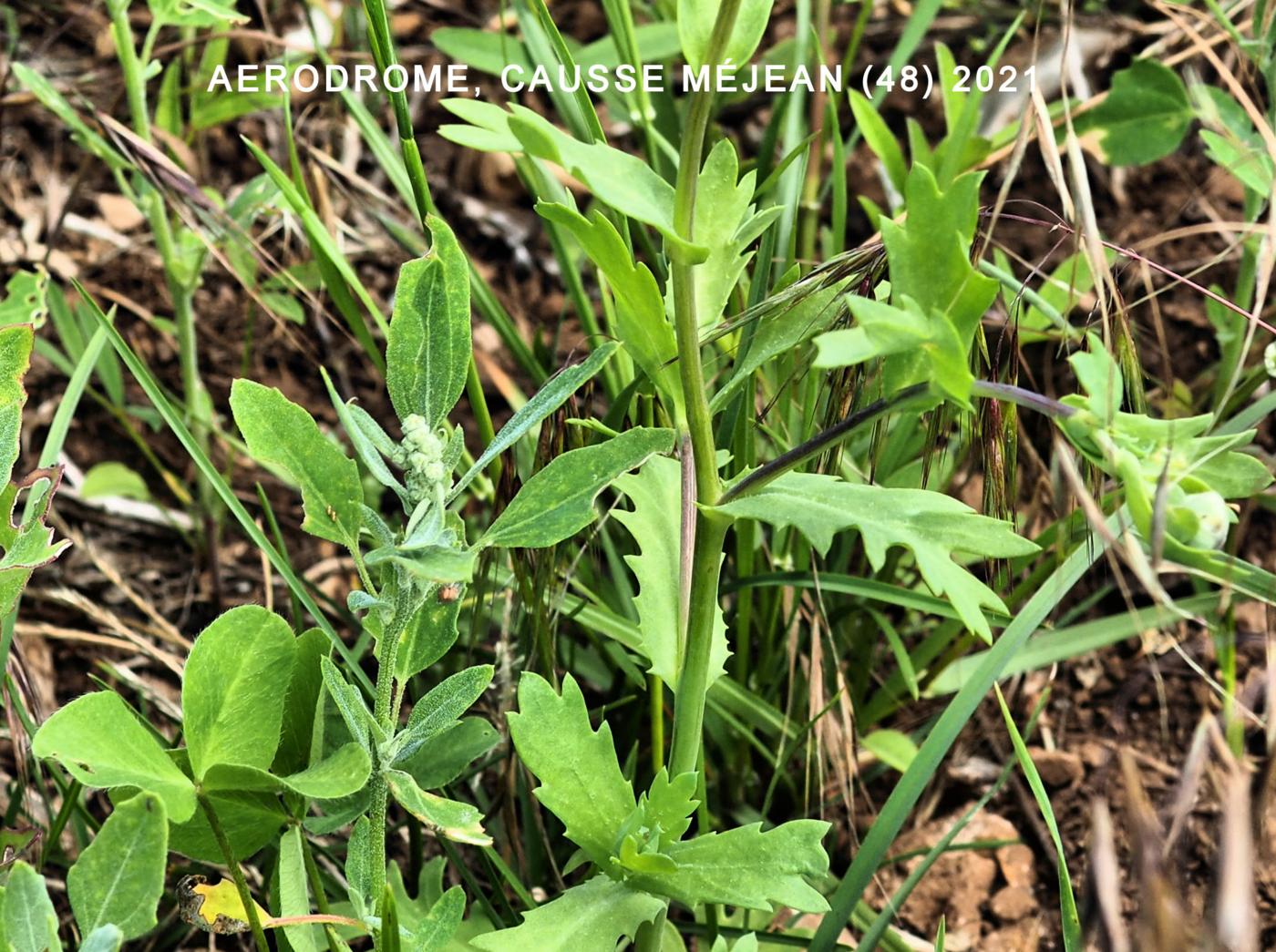 Corn marigold leaf